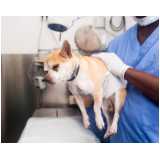 cirurgia em cachorros Cidade Dutra