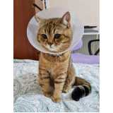 Cirurgia de Entrópio em Gatos