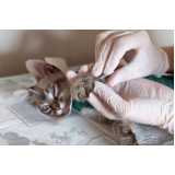 clínica especializada em acupuntura para cães e gatos Morumbi