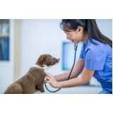 clínica especializada em exame de fezes veterinária Consolação