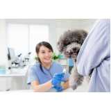 clínica especializada em exame veterinário Interlagos