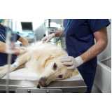 clínica especializada em internação de cachorros Higienópolis