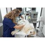 clínica especializada em internação e observação veterinária 24h Brooklin