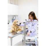 clínica veterinária para cachorros Pedreira