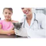 clínica veterinária para cães e gatos contato Vila Mascote