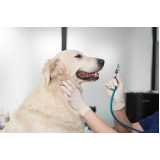 clínica veterinária para cães e gatos telefone Jardim Aeroporto