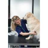 clínica veterinária para cães e gatos Americanópolis