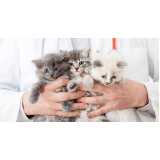 contato de centro veterinário para gatos Brooklin