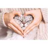 contato de veterinário especialista em gatos Morumbi
