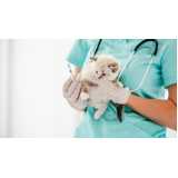 contato de veterinário especializado em gatos Moema