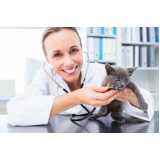 contato de veterinário para gato perto de mim Vila da Saúde