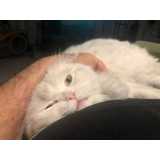 contato de veterinário para gato Morumbi