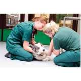 endereço de veterinário de animais Interlagos