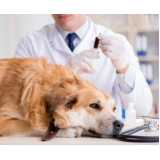 exame de hemograma completo em cachorro Chara Santo Antônio