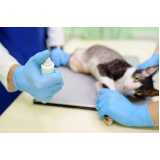 exame de raio x para gatos marcar ABCD