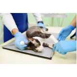 exame de raio x para gatos Bom Retiro