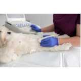 exame de ultrassom abdominal cão marcar Campo Limpo