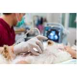 exame de ultrassom abdominal cão Berrini