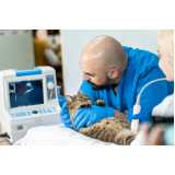 exame de ultrassom para gato ABCD