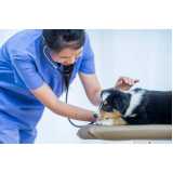 exame ultrassom veterinário Aclimação