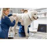 Exame de Ultrassom Abdominal Cão