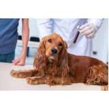 hemograma completo para cachorro agendar Parelheiros