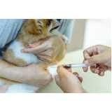 internação animal clínica Saúde