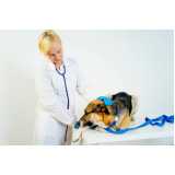 internação e recuperação canina clínica Vila Progredior