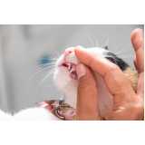 odontologia de pequenos animais Jardim Prudencia