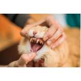 odontologia em pequenos animais clínica Borba Gato