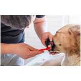 odontologia em pequenos animais Saúde