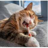 odontologia felina clínica Cursino