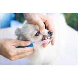 odontologia para animais clínica Jardim Gloria