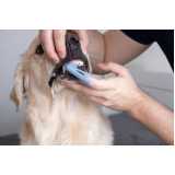 odontologia para animais Socorro