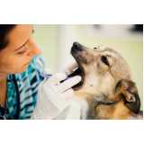 odontologia para cachorro clínica Grajaú