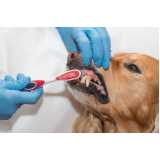 odontologia para cachorro Jardim Marajoara