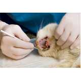 odontologia para cachorros clínica Sé