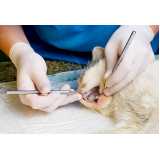 odontologia para gatos clínica Jardim Cordeiro