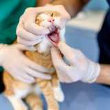 odontologia para gatos Vila Cruzeiro