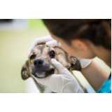 oftalmologista canino Helen Keller