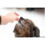 oftalmologista para cães Boque da Saúde