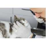 oftalmologista para gatos contato Vila Alexandria