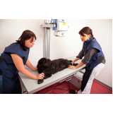onde encontrar ortopedista veterinário para cães Americanópolis