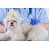onde faz acupuntura em cachorros em tratamento Saúde