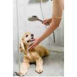 onde faz banho e tosa para cachorro Ibirapuera