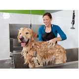 onde fazer banho e tosa para cachorro Vila Guarani