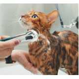 onde fazer banho e tosa para gato Vila Mascote