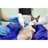 onde fazer exame de raio x para gatos Boque da Saúde