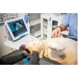 onde fazer exame de ultrassom veterinário particular Pacaembu
