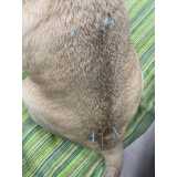 onde tem acupuntura em cães com lesões Vila da Saúde